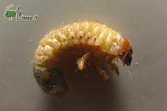 larva di coleottero.jpg