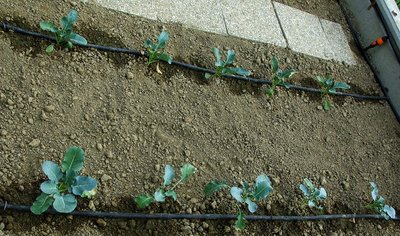 Cavolfiori e Broccoli precoci.jpg