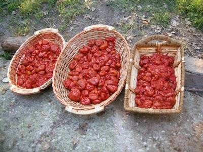 passata2.JPG