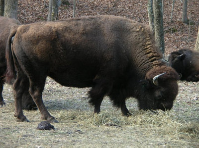 bisonti2.jpg