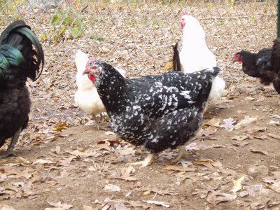 mottled Java Hen.JPG