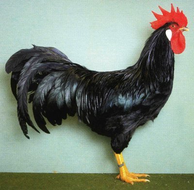 italiana_nera_gallo.jpg