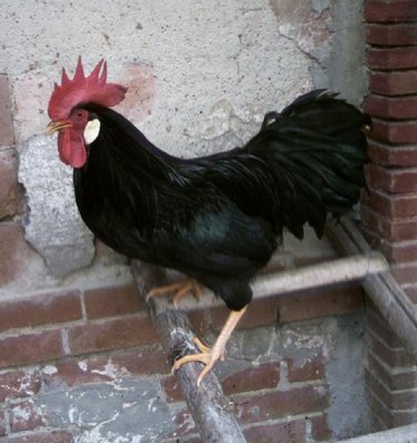 livornese_gallo.jpg