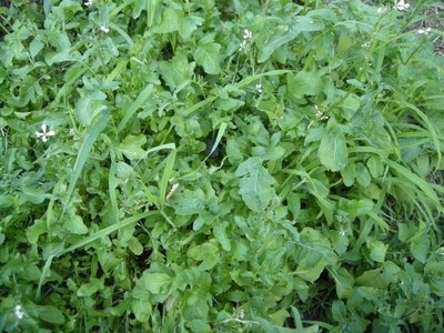 rucola.JPG