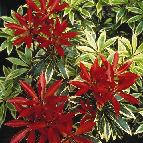 Pieris_Flaming_Silver.jpg