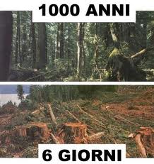 Deforestazione nell'Amazzonia.jpg