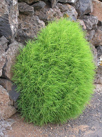 Kochia Scoparia.jpg