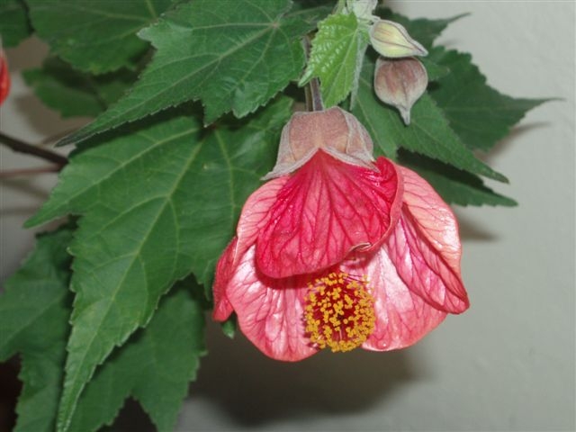 abutilon.JPG