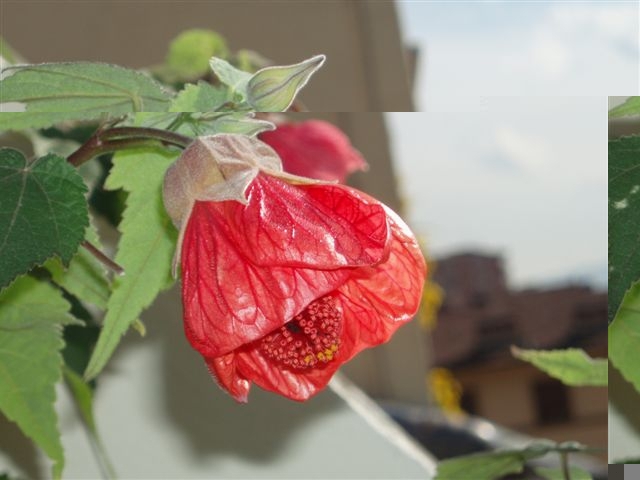 abutilon1.JPG