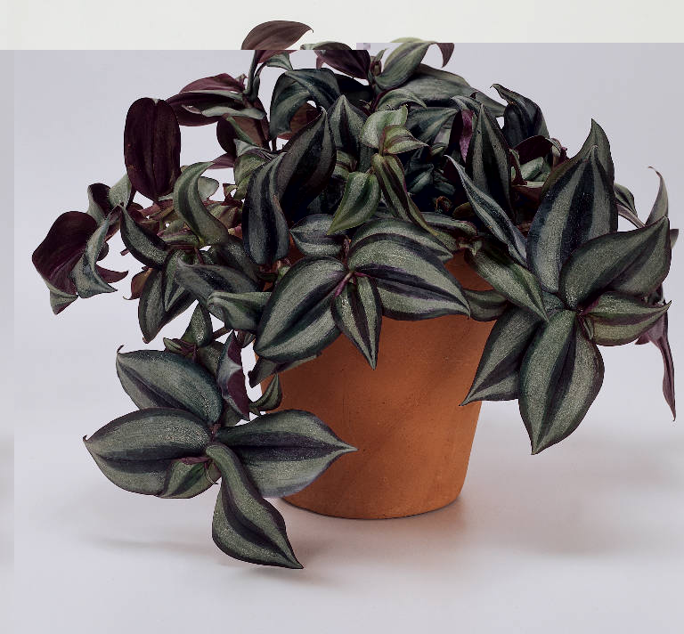 Tradescantia zebrina.jpg