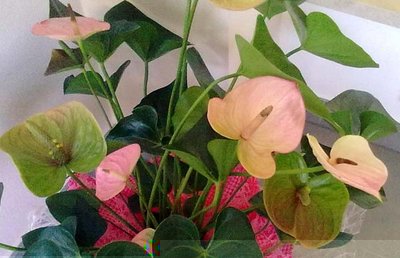 anthurium.jpg