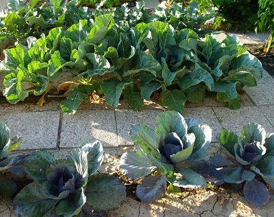 Cavoli cavolfiori e broccoli.jpg