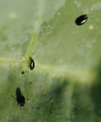 Animaletti su broccoli.jpg