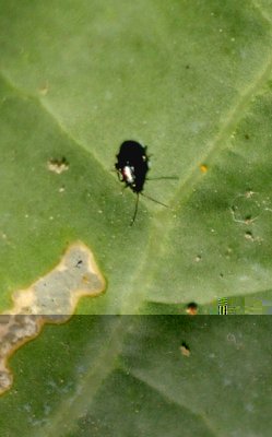 Animaletto su broccoli.jpg