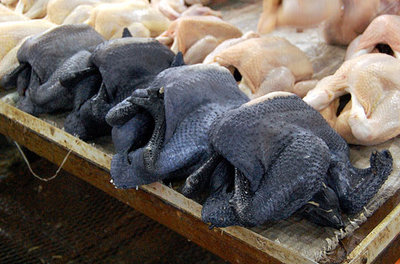 2009_03_25-BlackChicken.jpg