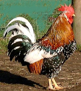 leghorn3.jpg