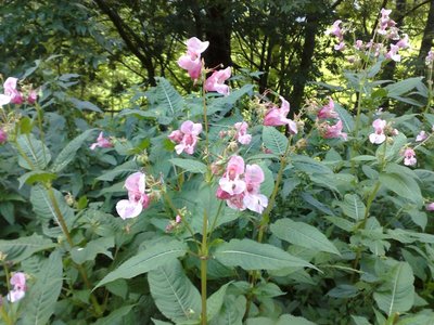 Impatiens Globulosa.jpg