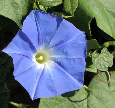 Ipomoea Heavenly Blue Morning Glory.jpg