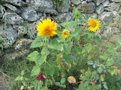 Girasole agosto2011.JPG