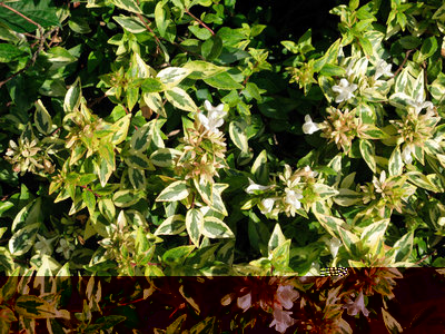 Abelia-Kaleidoscope-in-pieno-sole.jpg