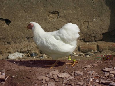 wyandotte gallina.JPG