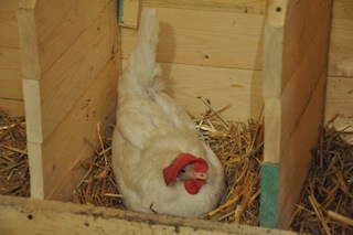 gallina in cova.JPG