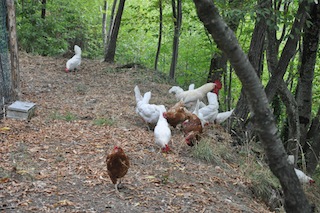 galline nel bosco.JPG