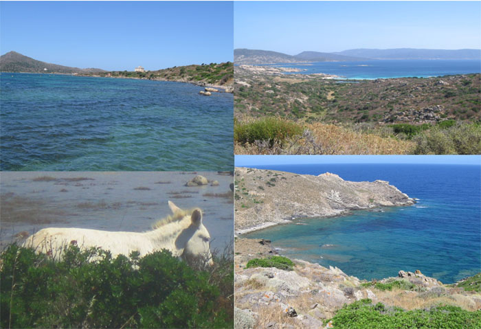 Asinara.jpg