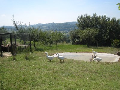 q ocotti e laghetto IMG_1196.jpg