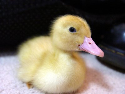 Baby_Peking_Duck.jpg