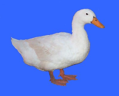 Duck.jpg