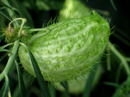 Gomphocarpus fruticosus b4f7fab5.jpg