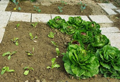 Radicchio vecchio e nuovo e nuovi broccoli.jpg