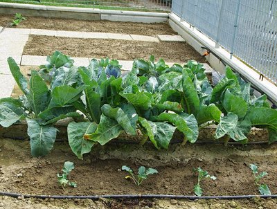 Broccoli - Cavolfiori - spinaci - ravanelli - insalata da taglio.jpg