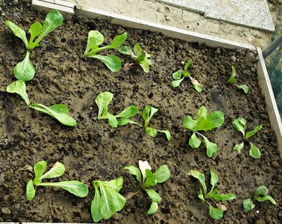 Radicchio sotto tunnel.jpg