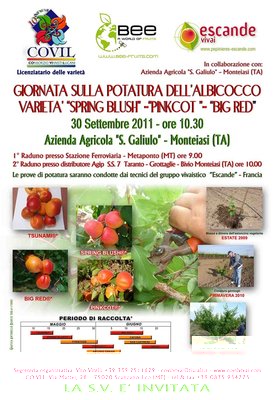 locandina - invito potatura albicocco 30 settembre  2011.jpg