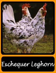 exchequer-leghorn-box.jpg