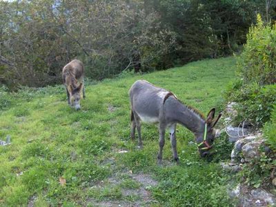 GUENDALINA e CARLOTTA..jpg