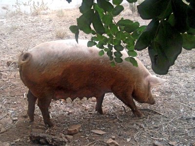 scrofa 1.jpg