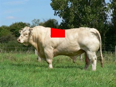 Copia di Taureau_charolais.jpg