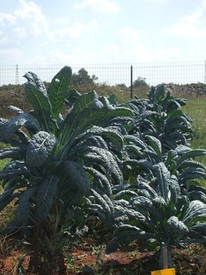 cavolo nero.JPG