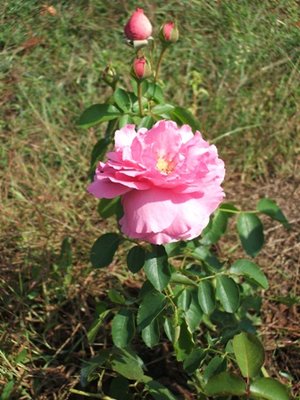 rosa peonia.JPG