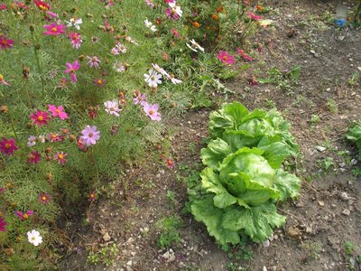 Insalata iceberg insieme ai fiori di cosmos.JPG