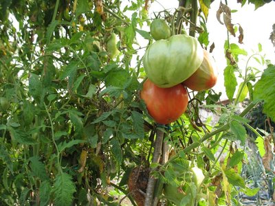 Pomodori cuore di bue.JPG