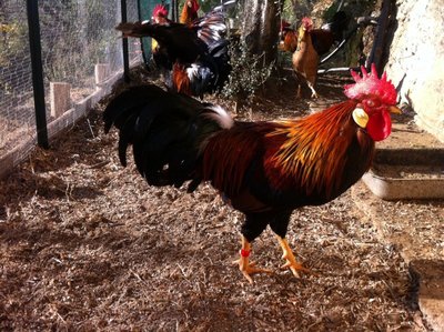 Gallo Rosso 10.JPG