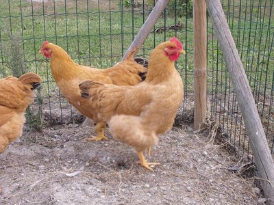 GALLINA1.JPG