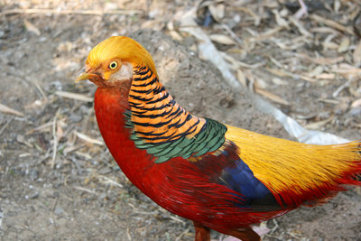 Golden%20Pheasant[1].jpg