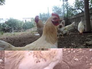 gallina.jpg