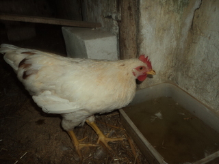 gallina111.jpg