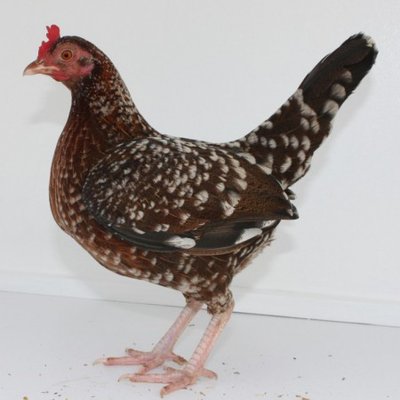 Dales'%20Spangle%20Old%20English%20Game%20-%20Bantam%20Hen.jpg